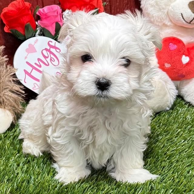 Koda - Maltese