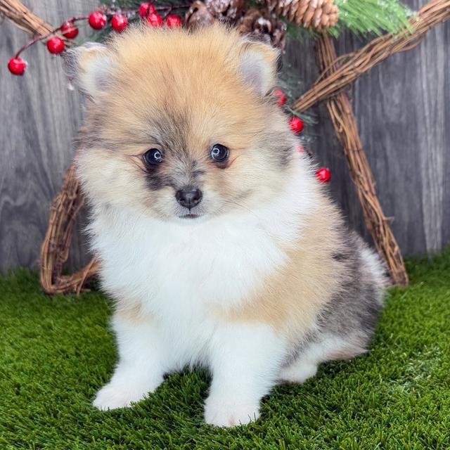 Derrick - Pomeranian