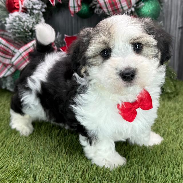 Kane - Coton de Tulear