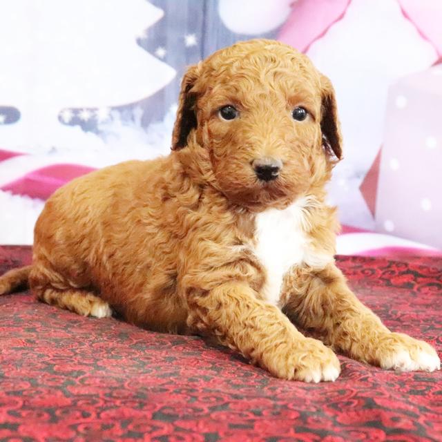 Shelly - Goldendoodle