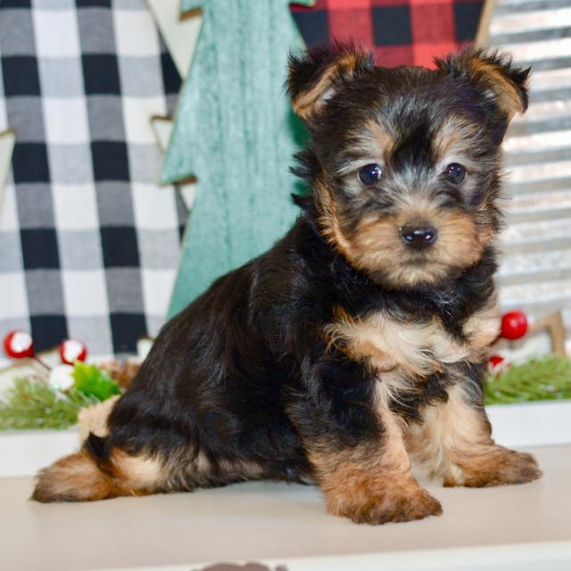 Kingston - Silky Terrier