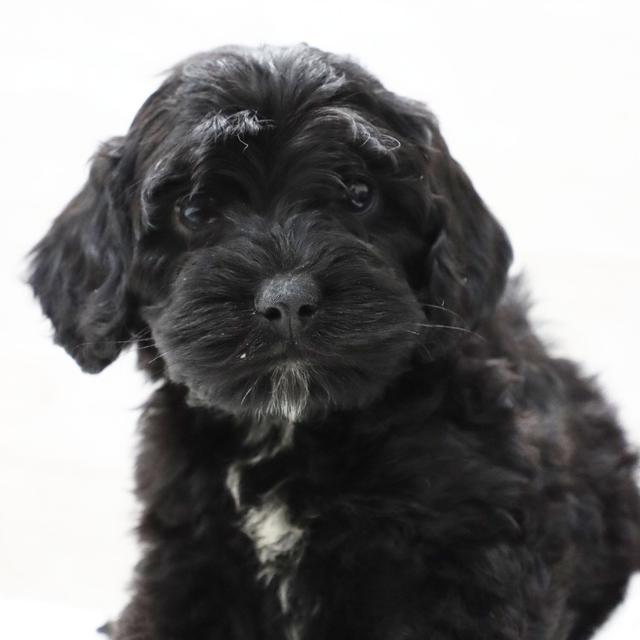 Gabriel - Cockapoo