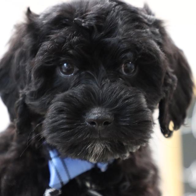 Gabriel - Cockapoo