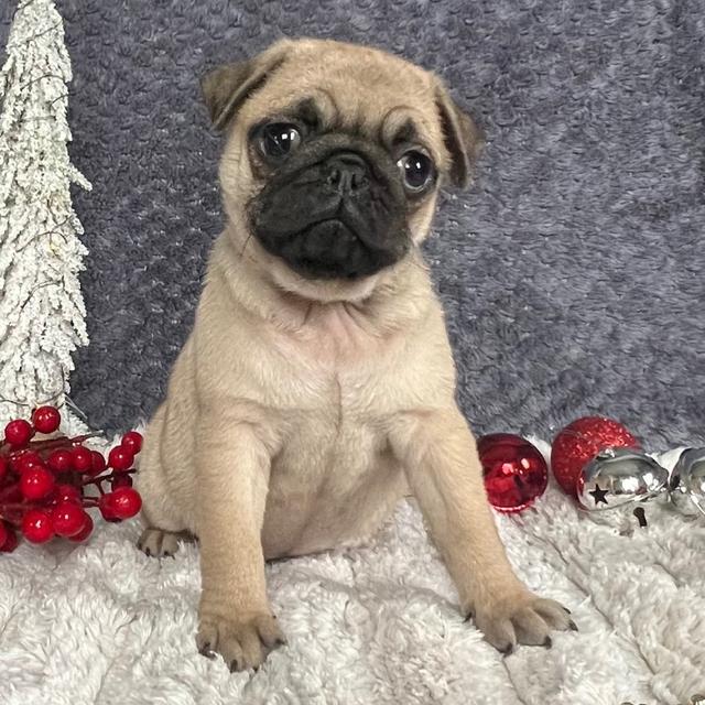 Jewel - Pug