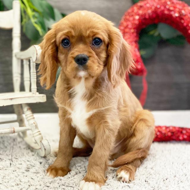 Tanner - Cavalier King Charles Spaniel