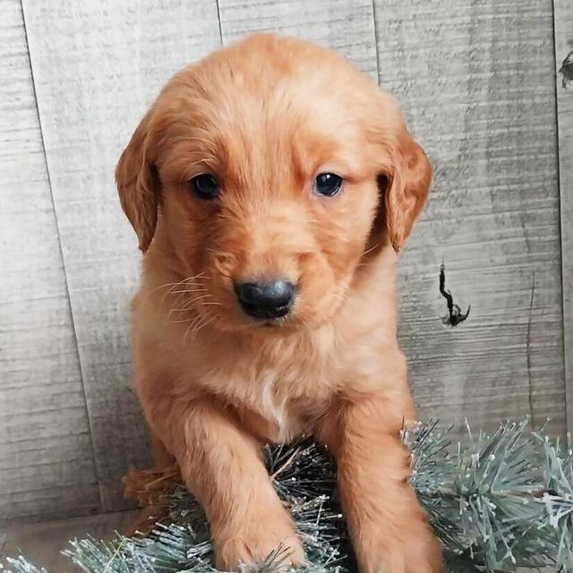 Rudy - Golden Retriever