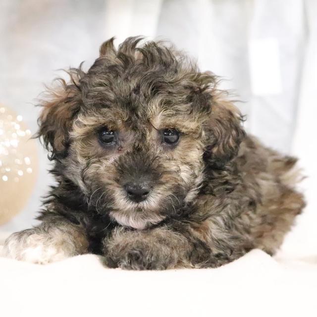 Wren - Poodle