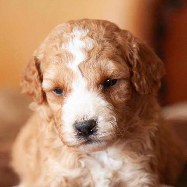 Buddy - Goldendoodle