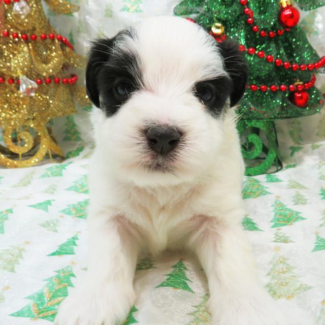 Ken - Coton de Tulear