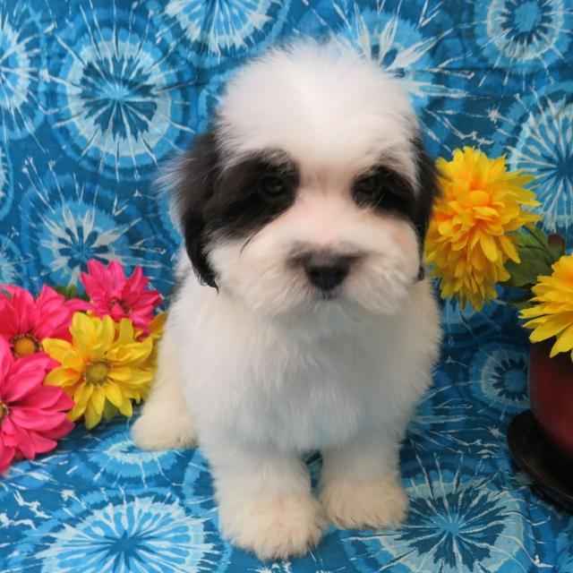 Ken - Coton de Tulear