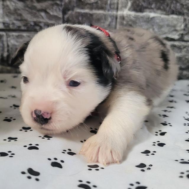 Blue - Australian Shepherd