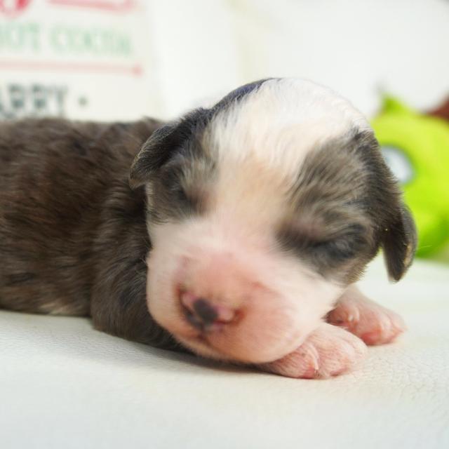 Murph - Sheepadoodle