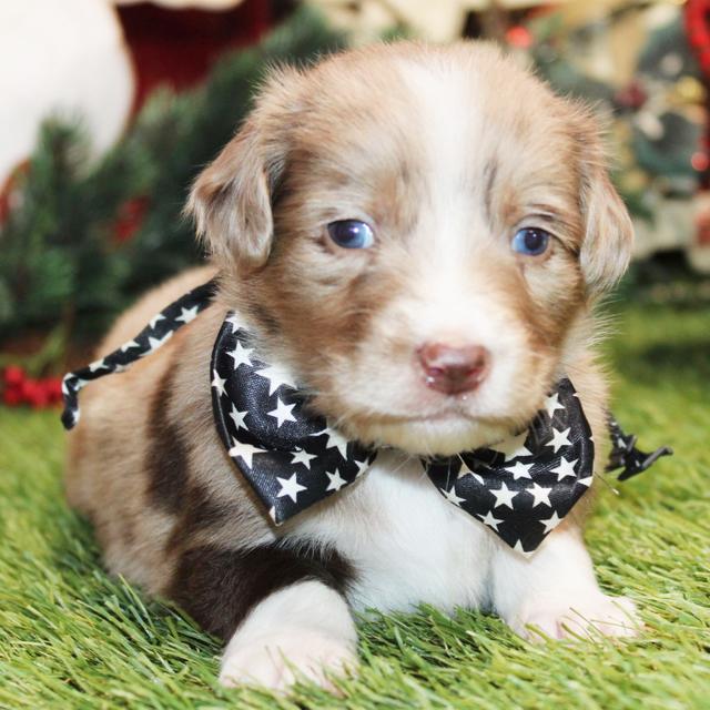 Enzo - Aussiedoodle