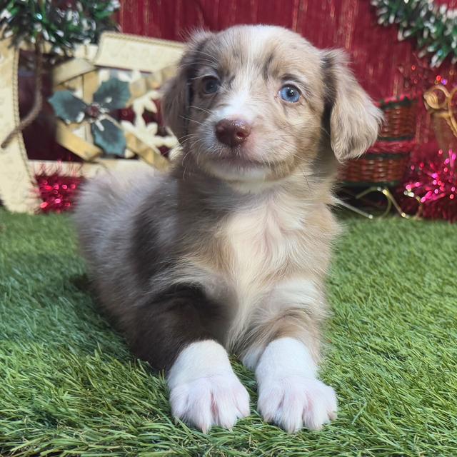 Enzo - Aussiedoodle