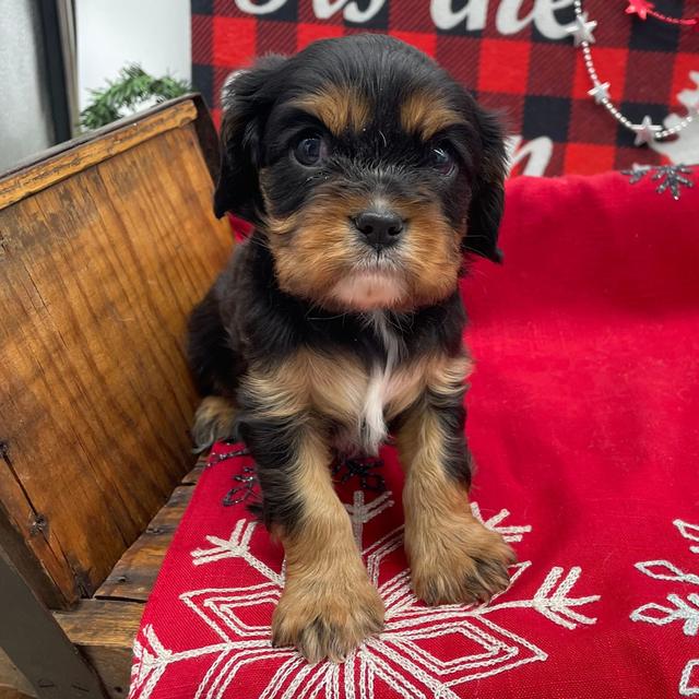 Easton - Cavalier King Charles Spaniel