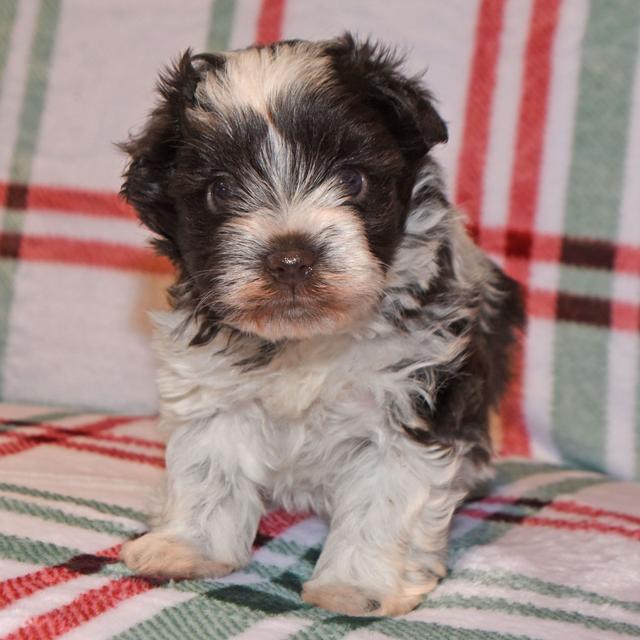 Mack - Miniature Schnauzer