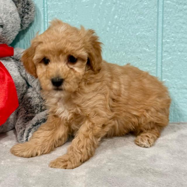 Axel - Goldendoodle