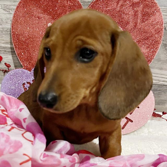 Nutmeg - Dachshund