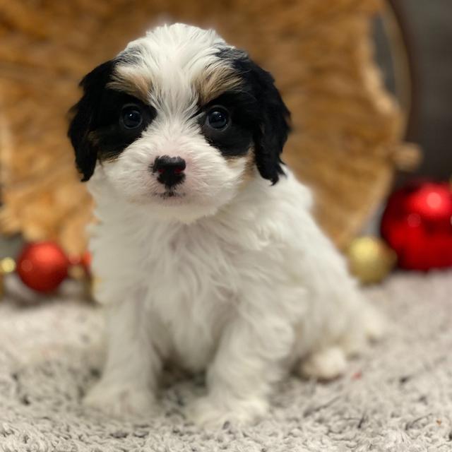 Holly - Cavachon