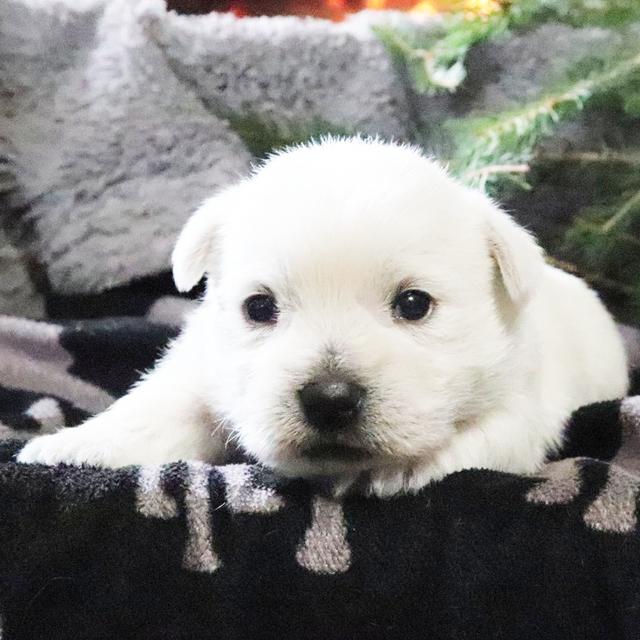 Casey - West Highland White Terrier