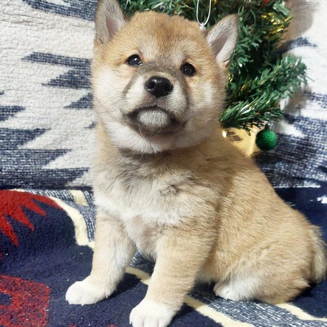 Molly - Shiba Inu