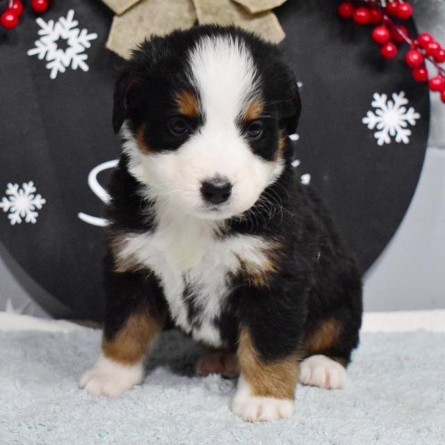 Cookie - Bernese Mountain Dog