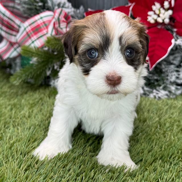 Molly - Havanese