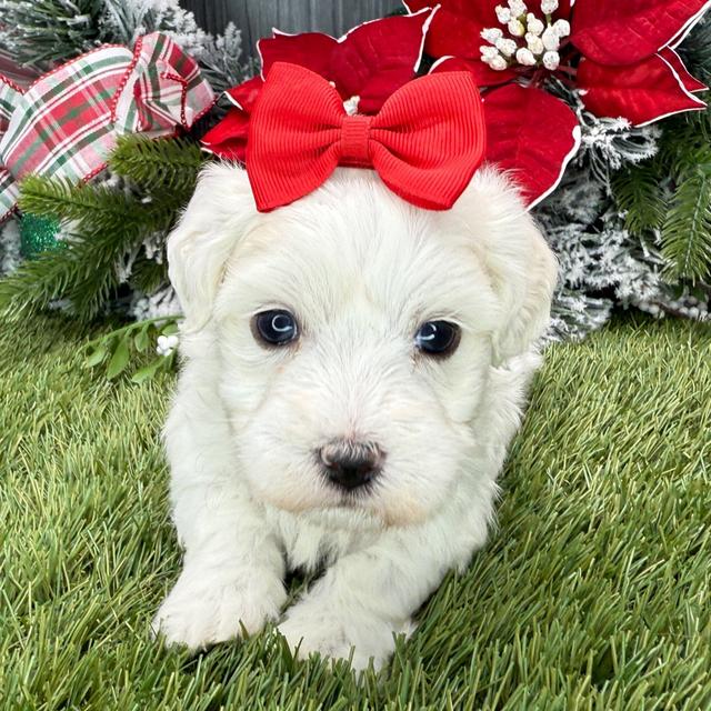 Opal - Coton de Tulear