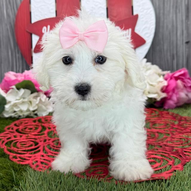 Opal - Coton de Tulear