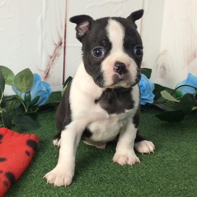 Tyke - Boston Terrier