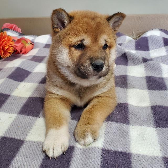 Taylor - Shiba Inu