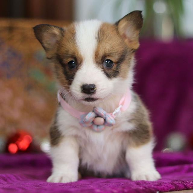 Dakota - Pembroke Welsh Corgi