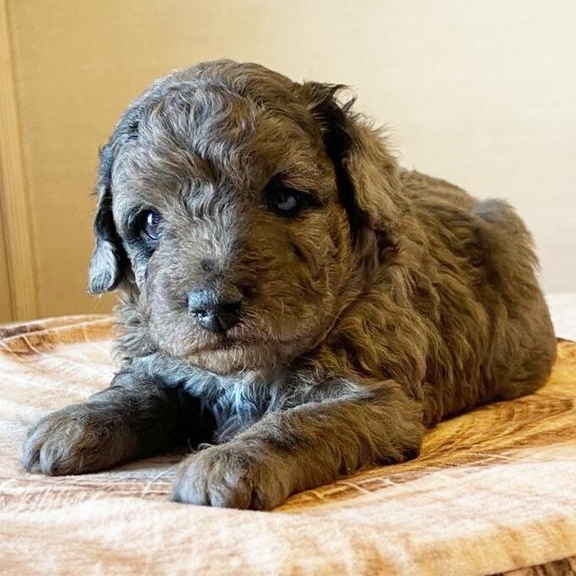 Roxy - Aussiedoodle