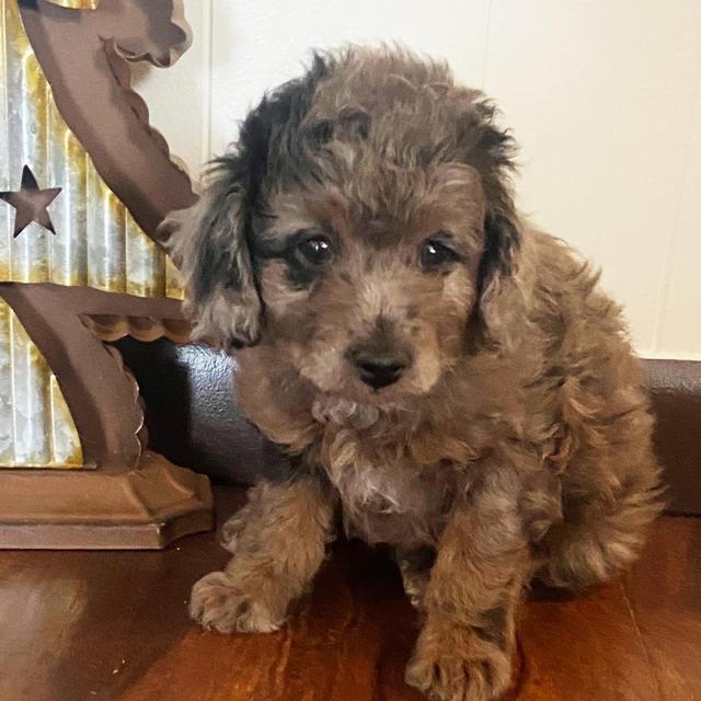 Roxy - Aussiedoodle