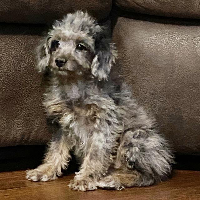 Roxy - Aussiedoodle