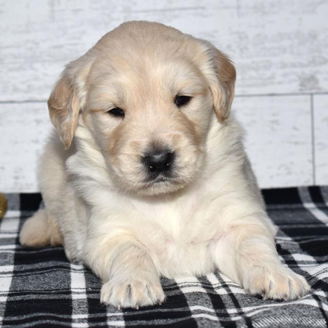 Jada - Golden Retriever