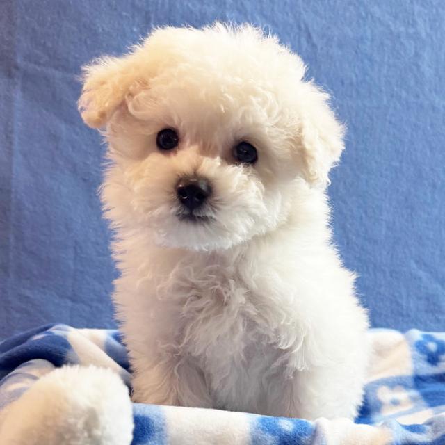 Harley - Bichon Frise