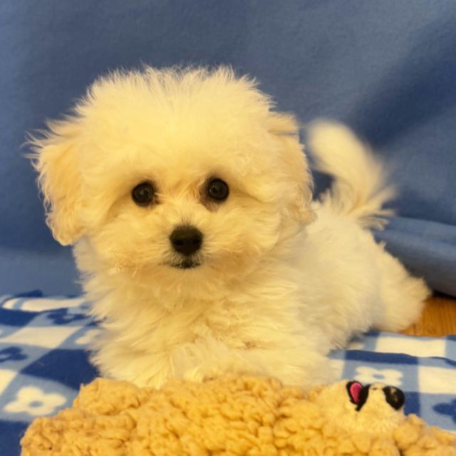 Harley - Bichon Frise