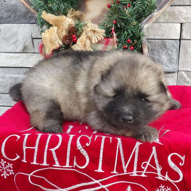 Atlas - Keeshond