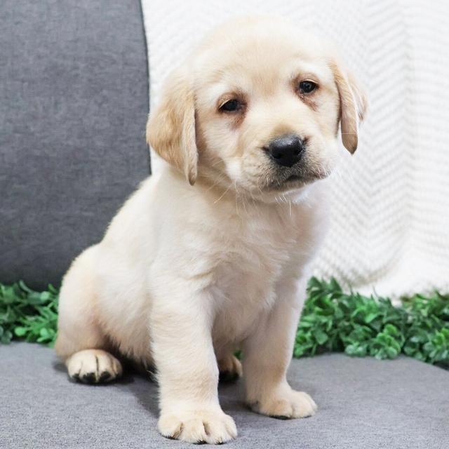 Barron - Labrador Retriever