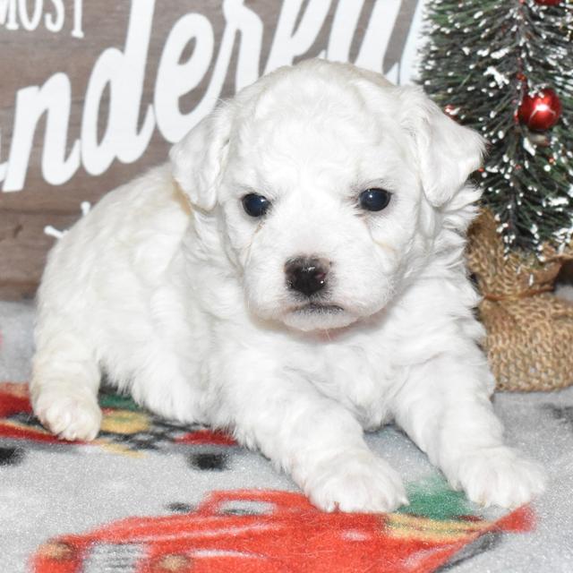 Cooper - Bichon Frise