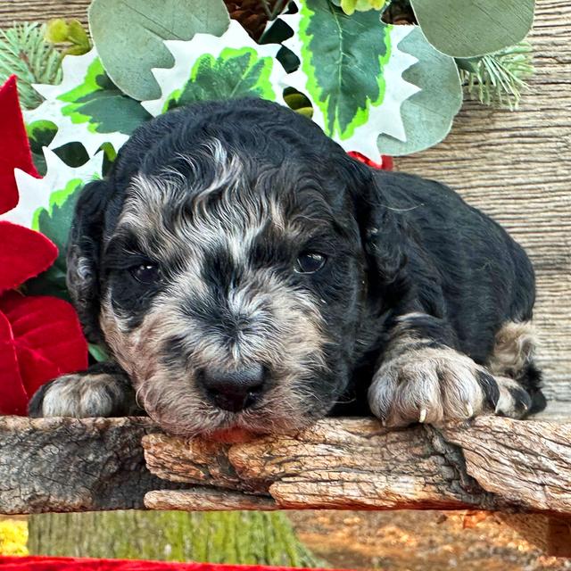 Gorgeous - Labradoodle