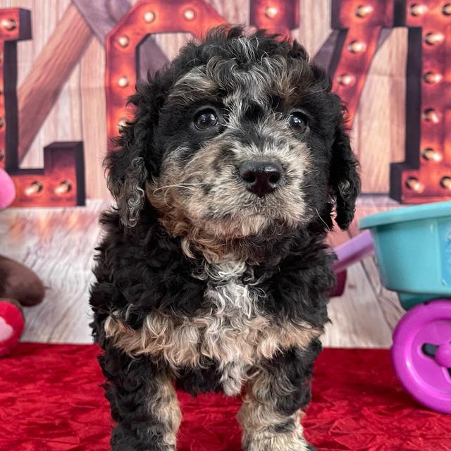 Gorgeous - Labradoodle