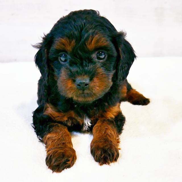 Kelsey - Cavapoo