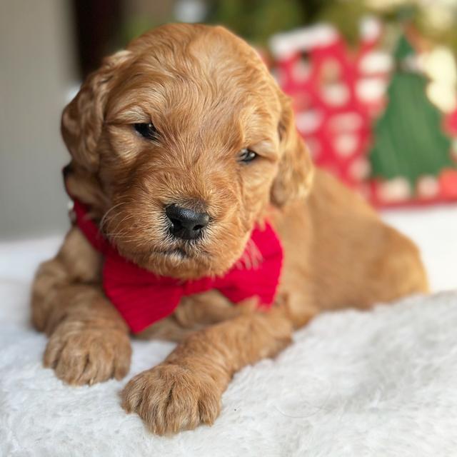 Tripp - Goldendoodle