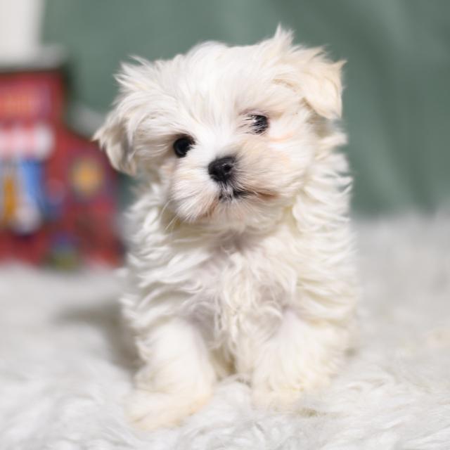 Snowbaw - Maltese