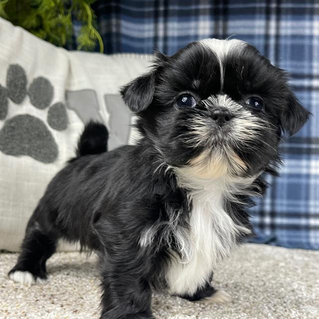 Paige - Shih Tzu