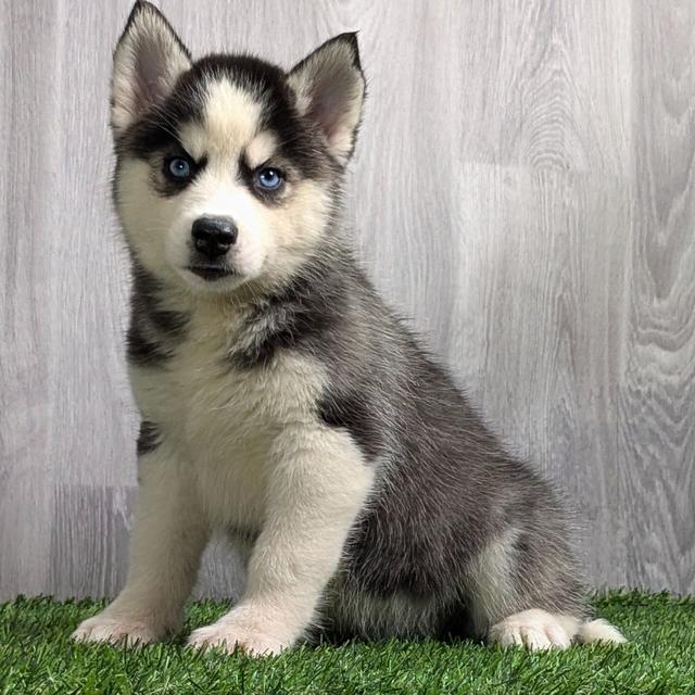 April - Siberian Husky