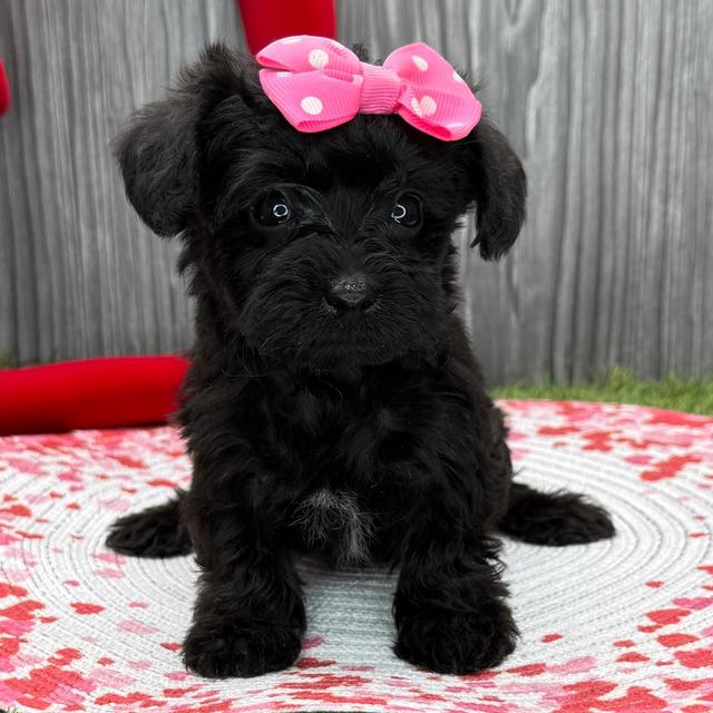 Avery - Yorkiepoo