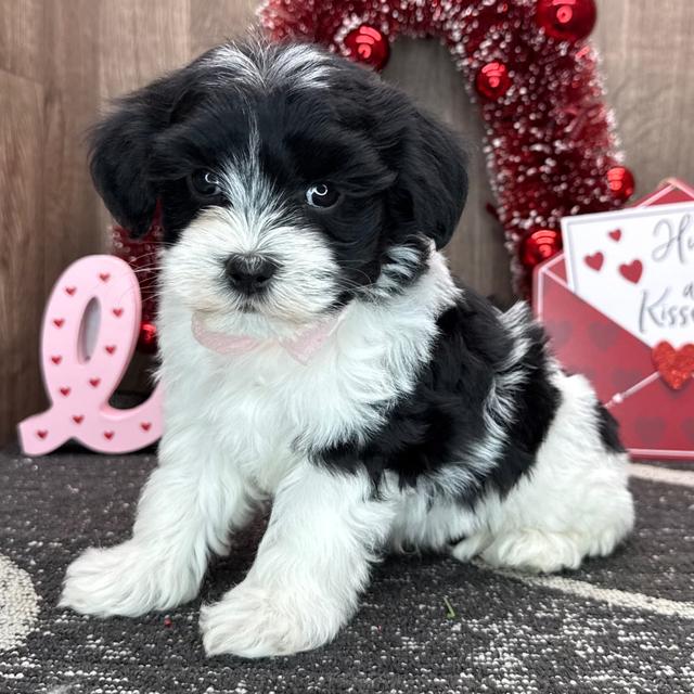 Nick - Havanese